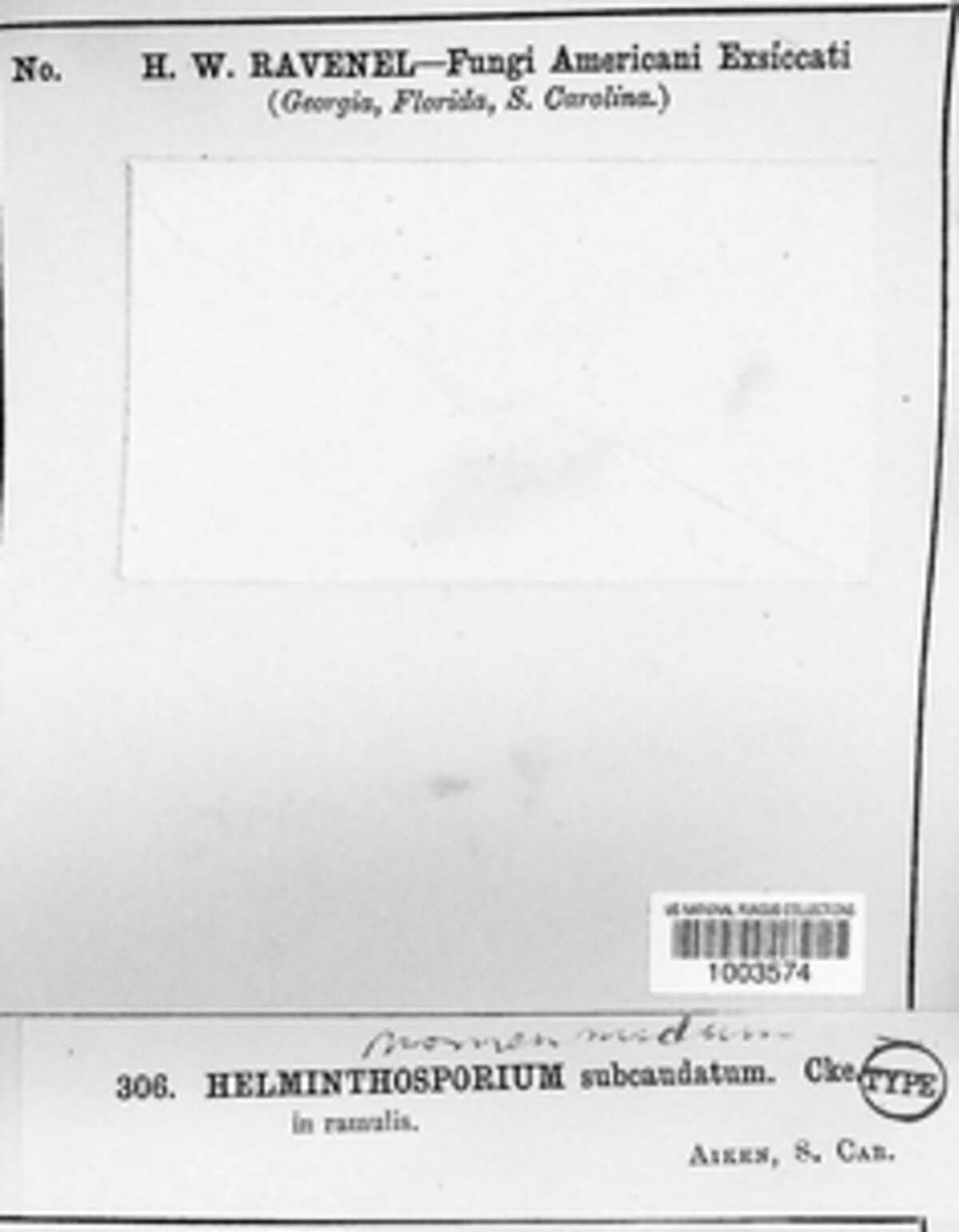 Sporidesmium subcaudatum image